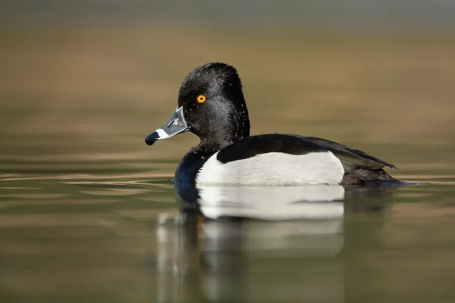 Ring-necked Duck Aythya collaris by genevieve