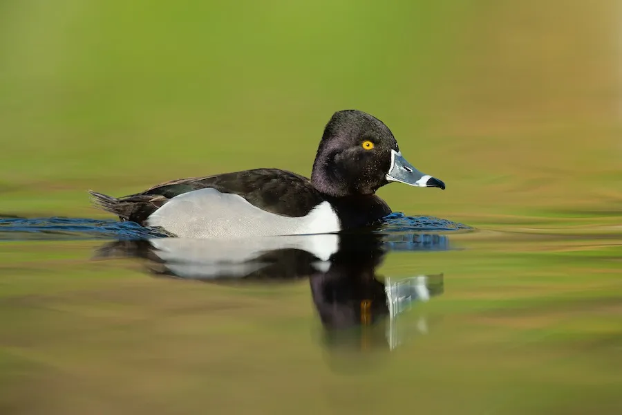 Ring-necked Duck Aythya collaris by genevieve