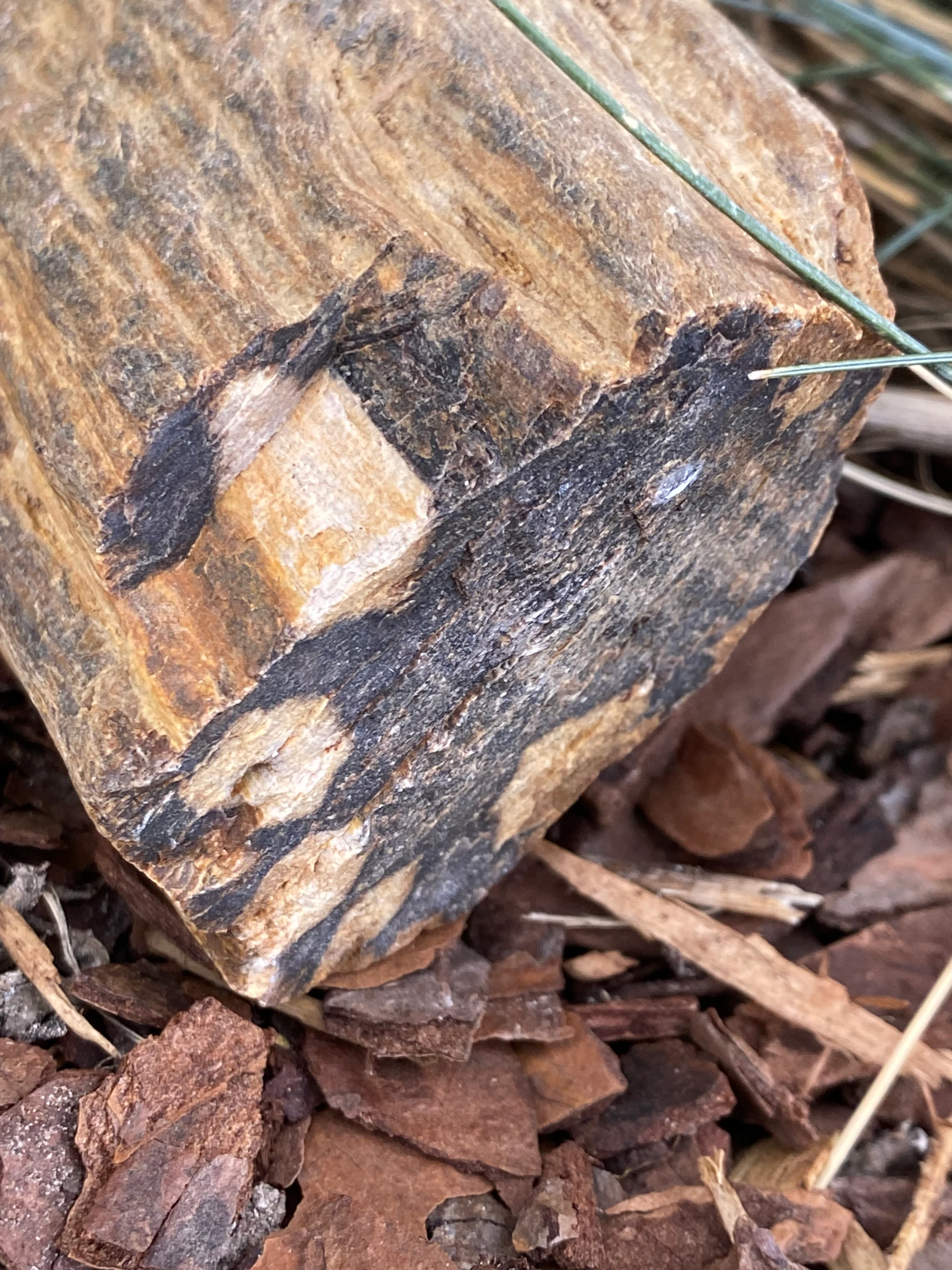 Petrified Wood Silicified wood · Fort Collins, CO by space_coyote