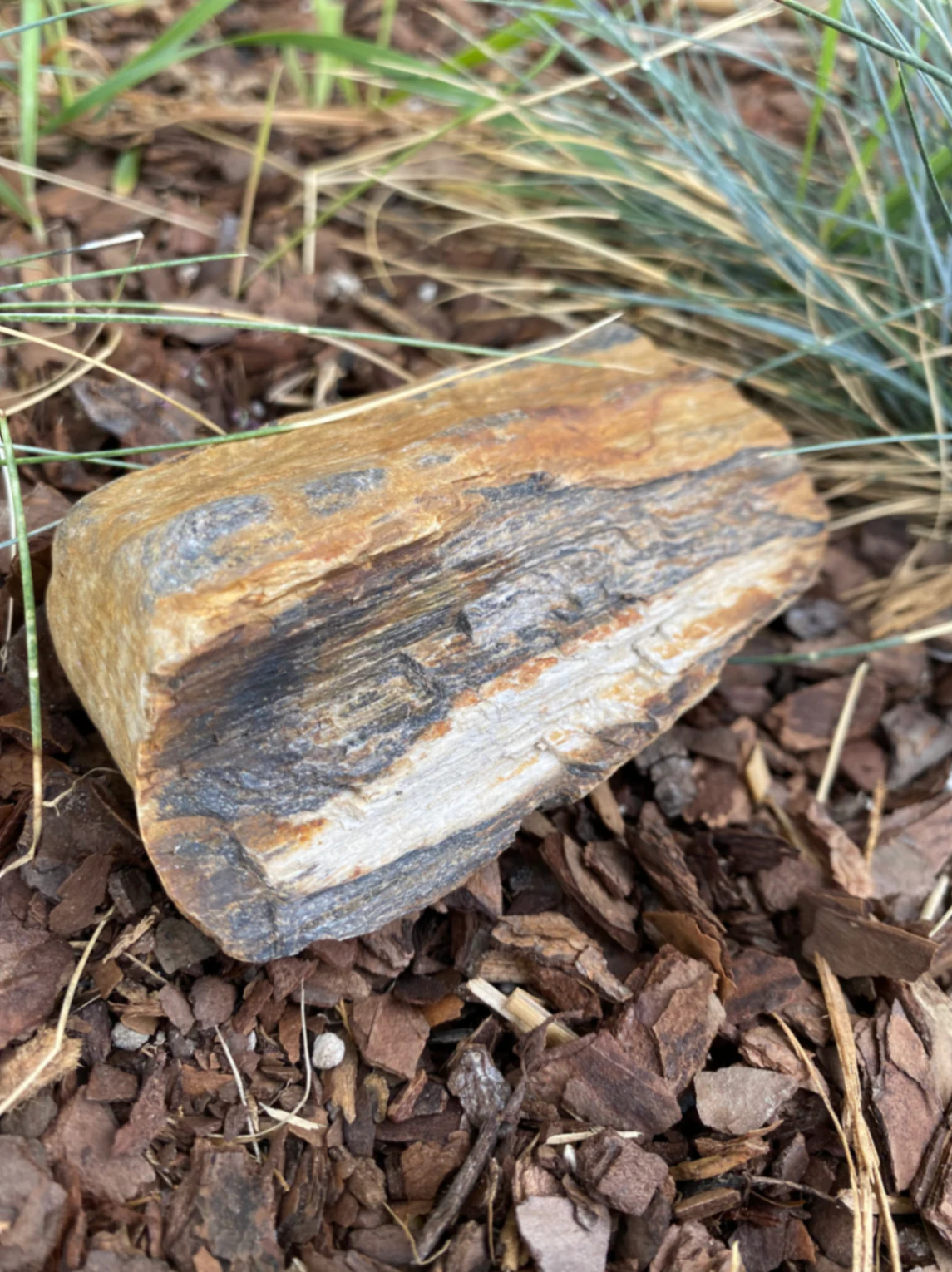 Petrified Wood Silicified wood · Fort Collins, CO by space_coyote