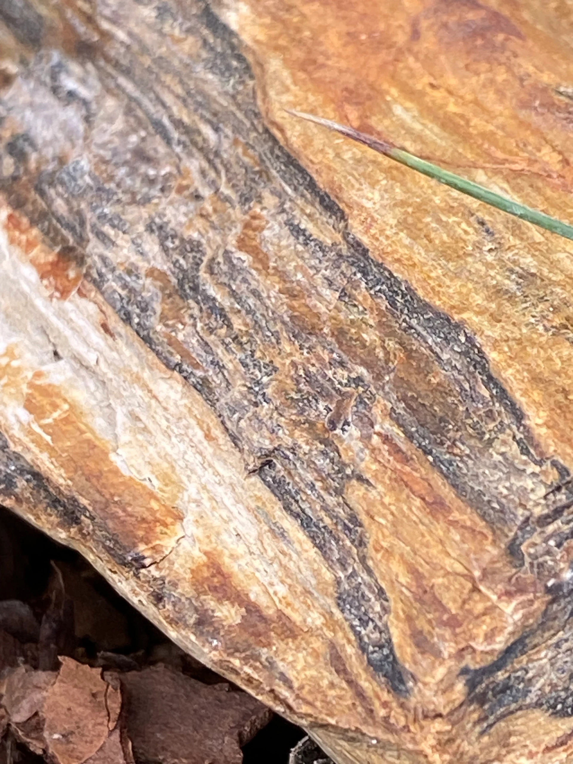 Petrified Wood Silicified wood · Fort Collins, CO by space_coyote