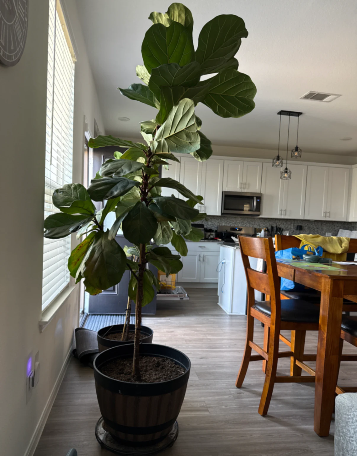 Ficus lyrata by nikitalogan