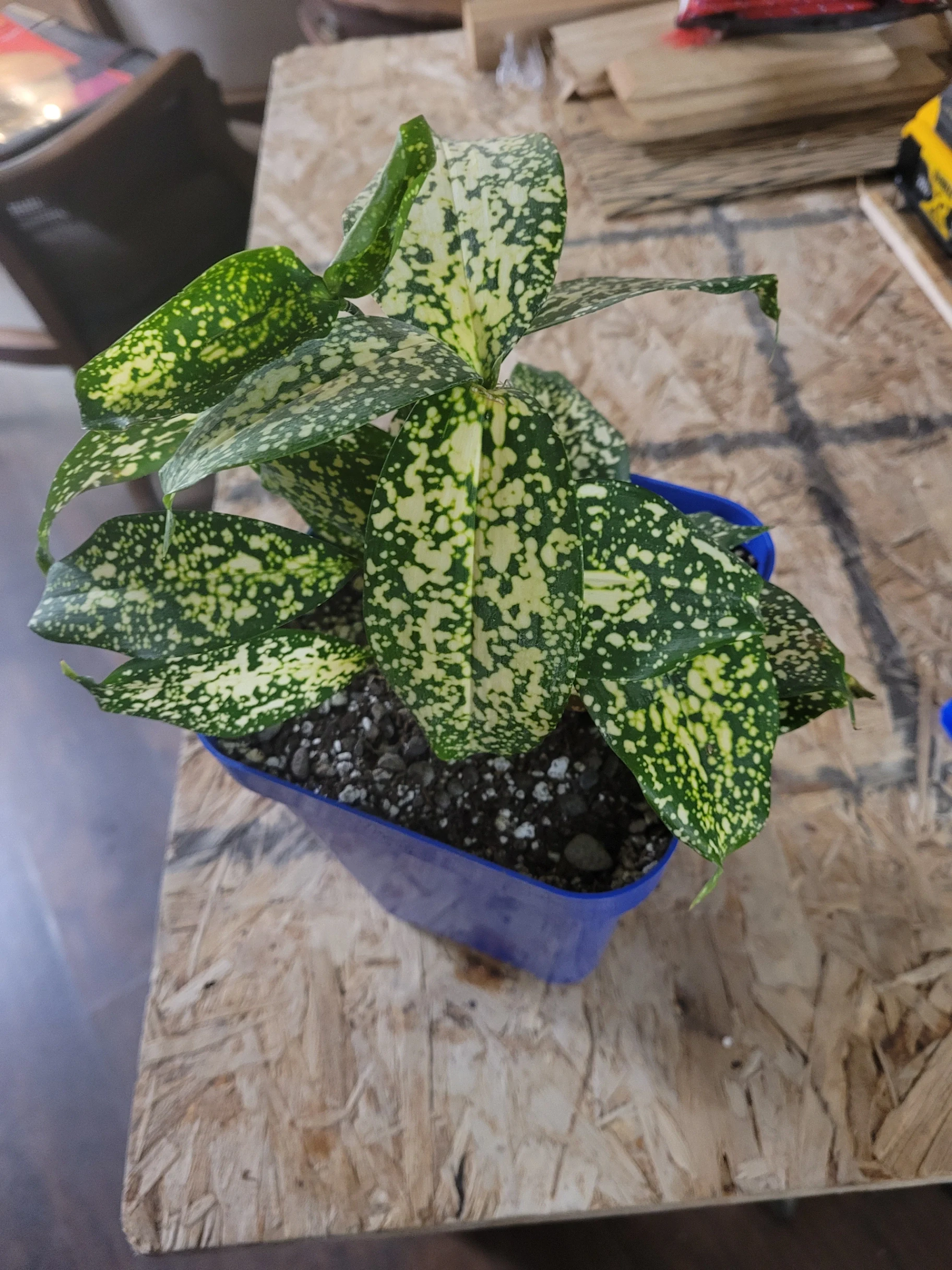 Dracaena surculosa 'Florida Beauty' by Tamami