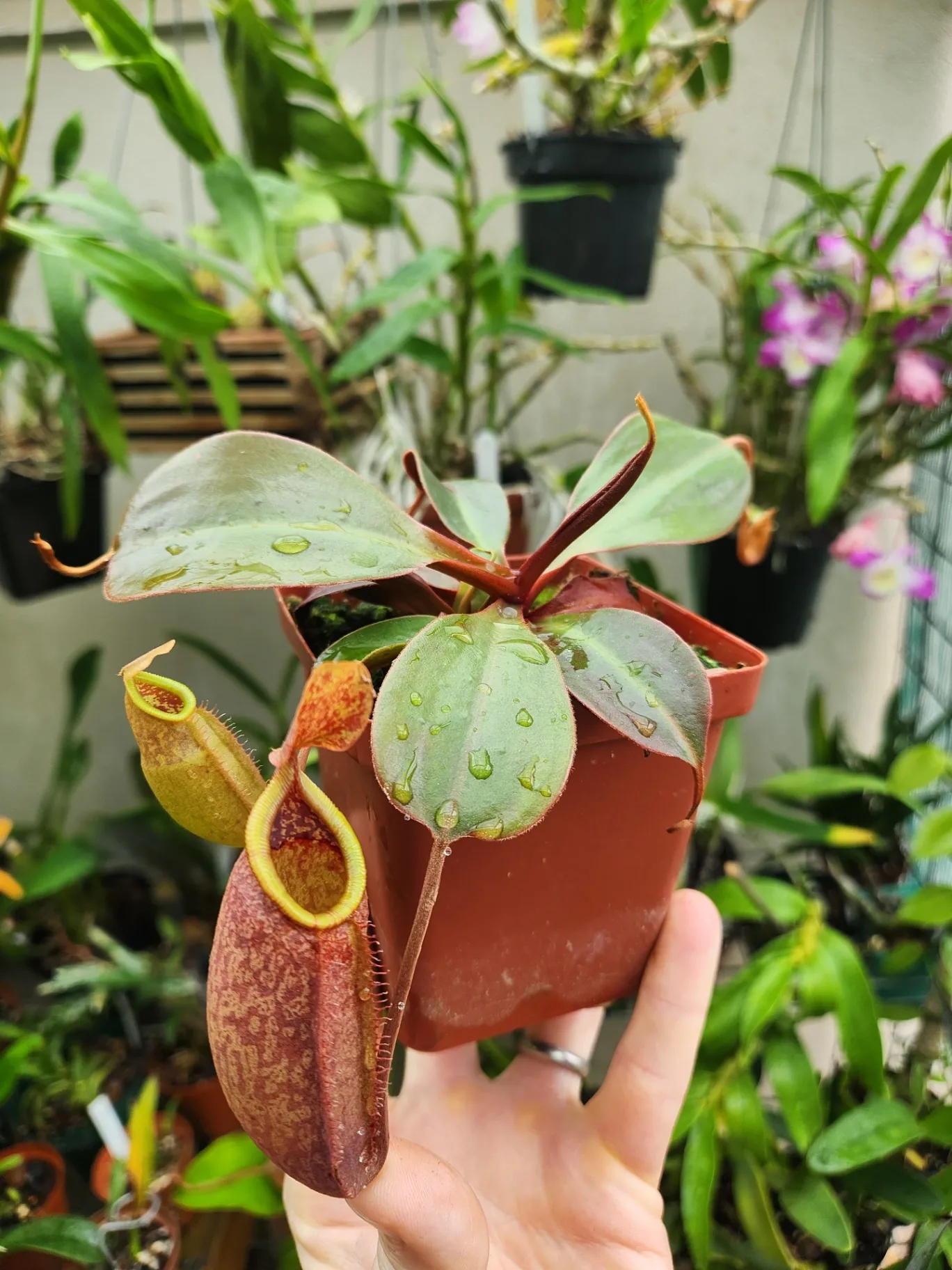 Nepenthes trunc x peltata X sphatulata x jaqueline by Michiel