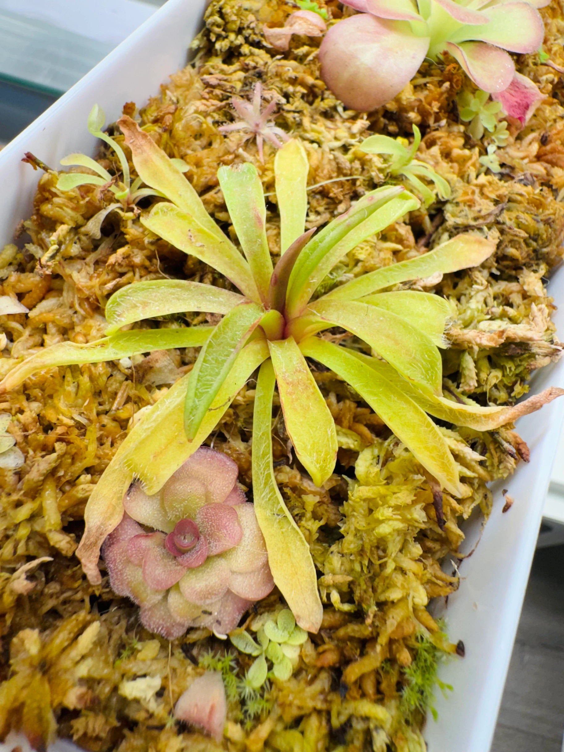 Pinguicula Robertiana by Labuleaf