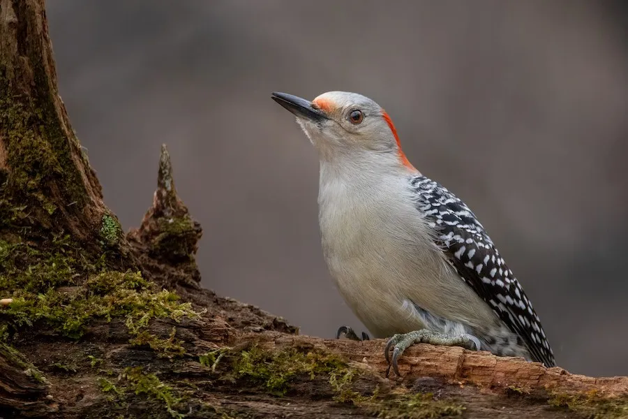 Red-bellied Woodpecker Melanerpes carolinus by BonsaiKing