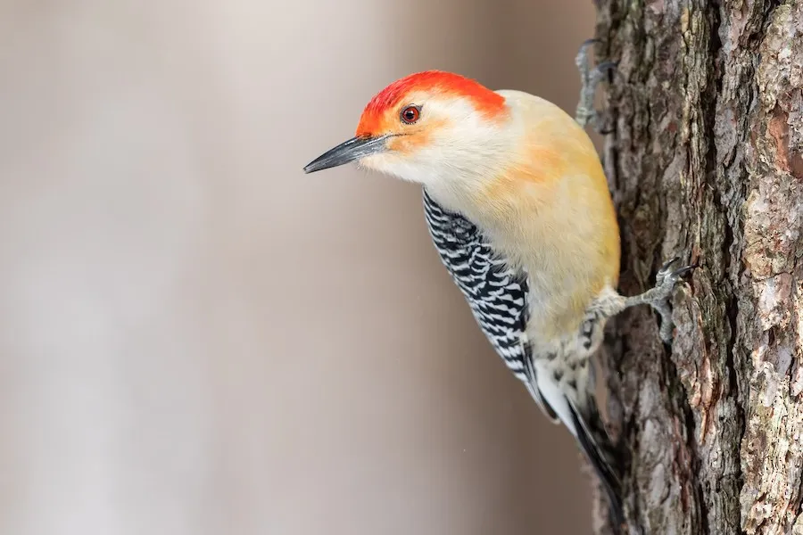 Red-bellied Woodpecker Melanerpes carolinus by BonsaiKing