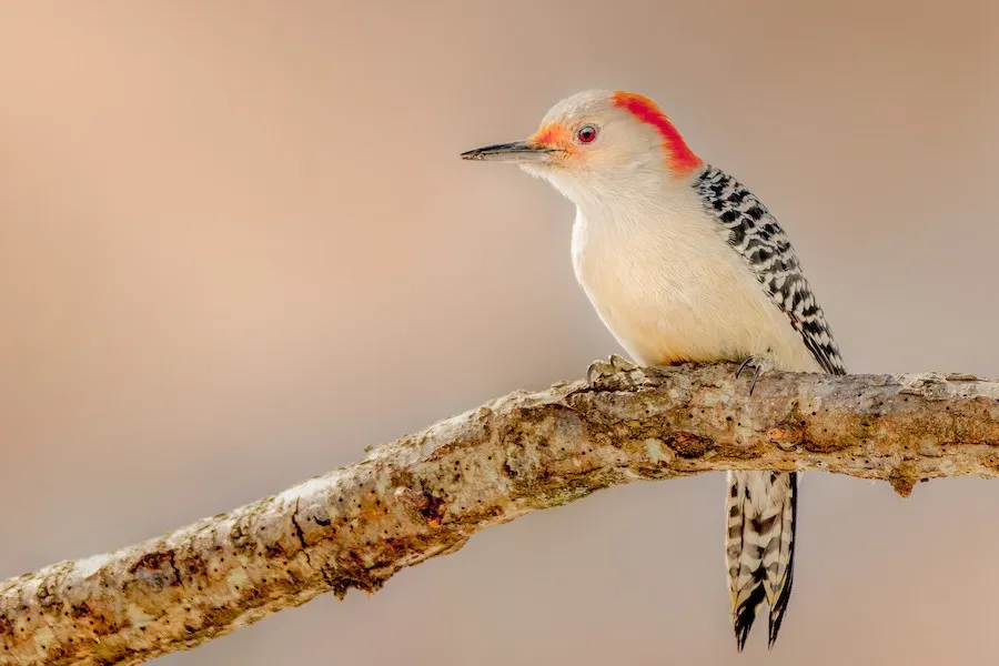 Red-bellied Woodpecker Melanerpes carolinus by BonsaiKing