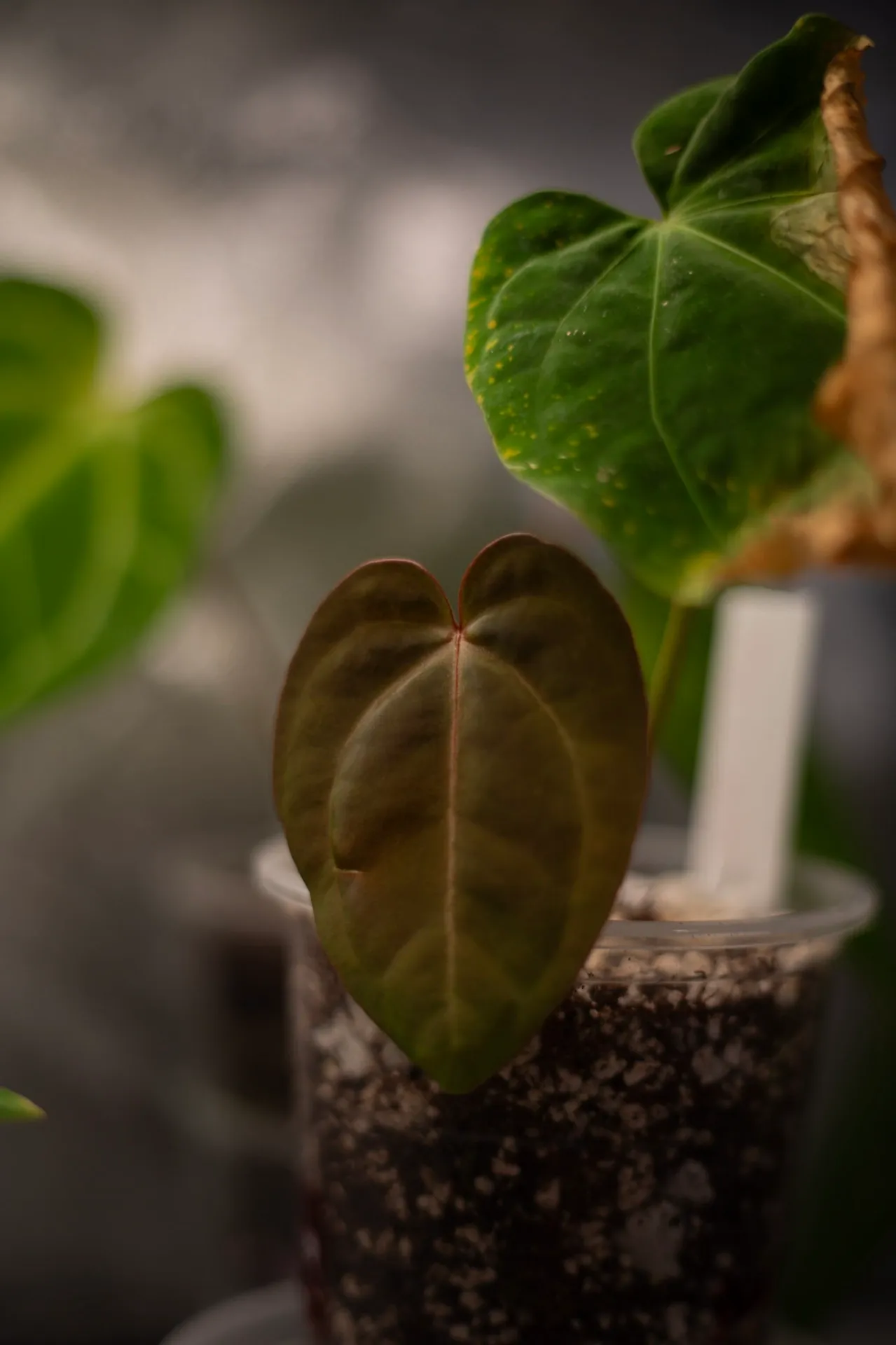 Anthurium Mag x BVEP by migy