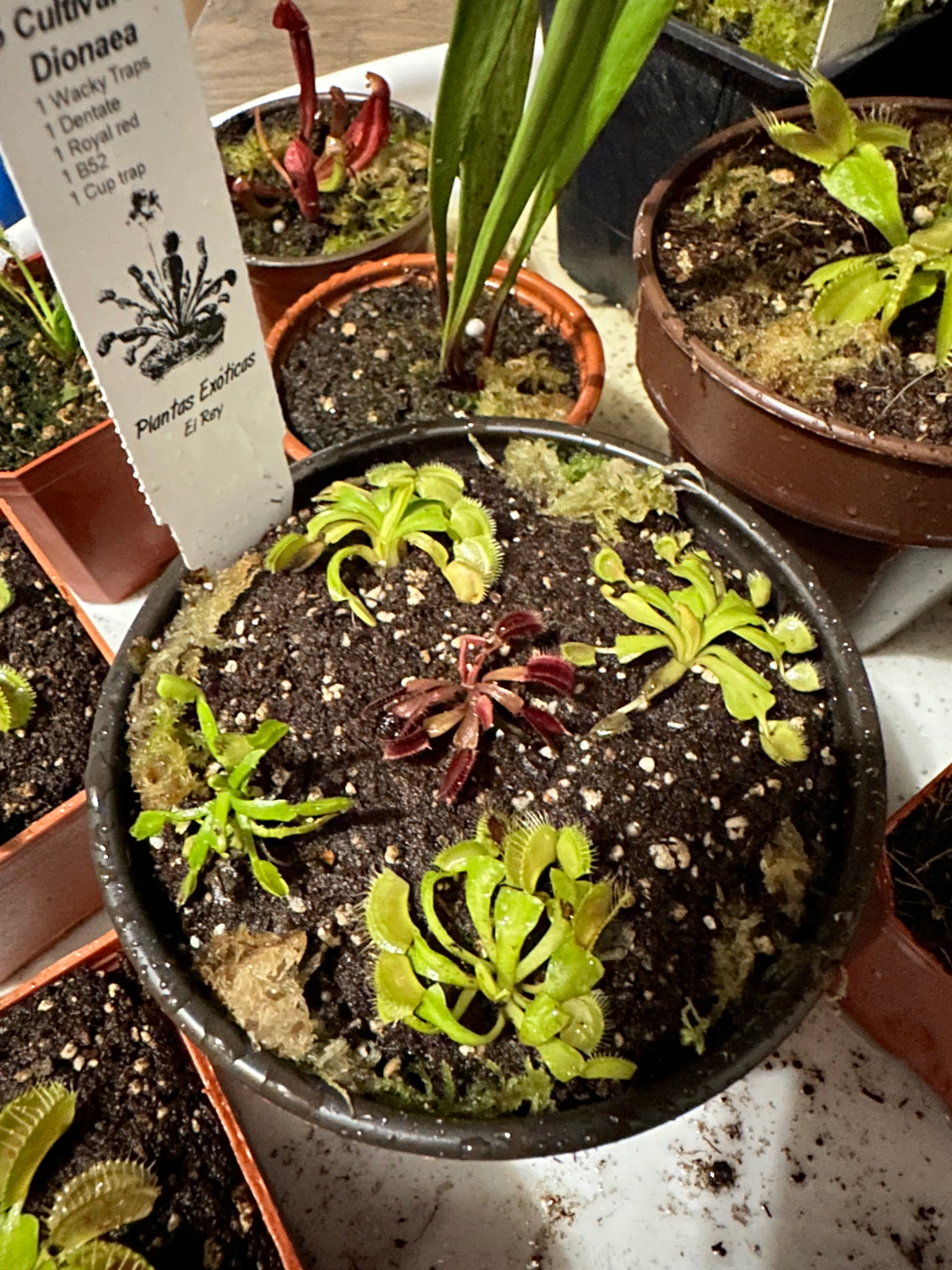 Dionaea Muscipula 'Cup Trap' by marklt