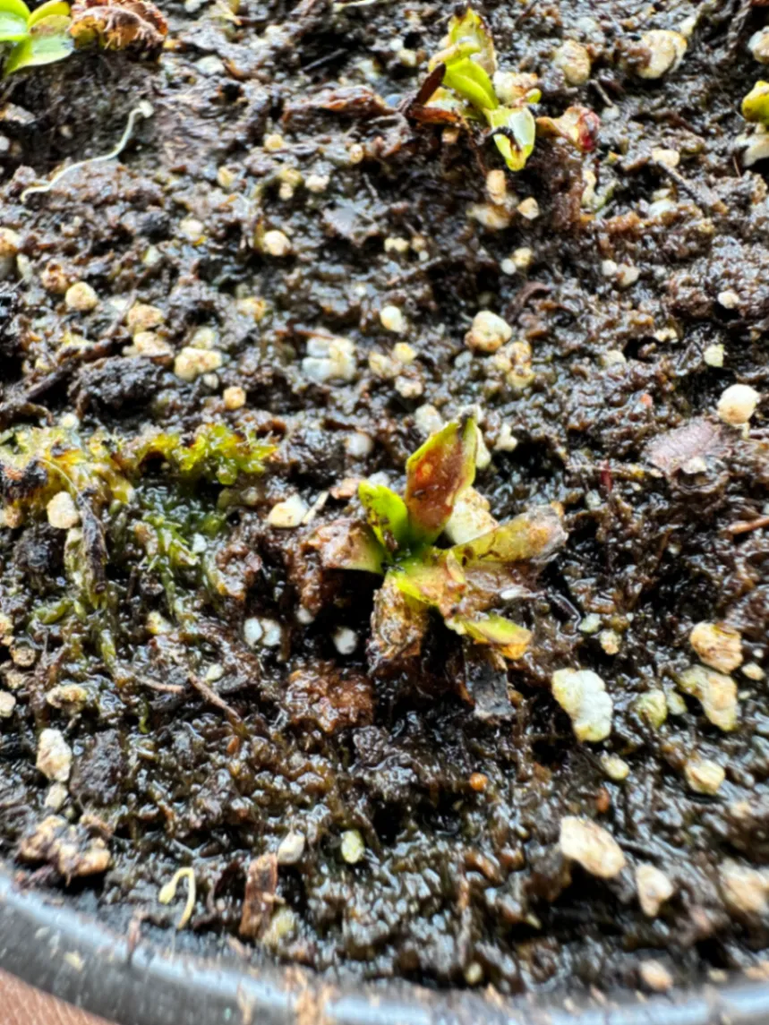 Dionaea Muscipula 'Cup Trap' by marklt