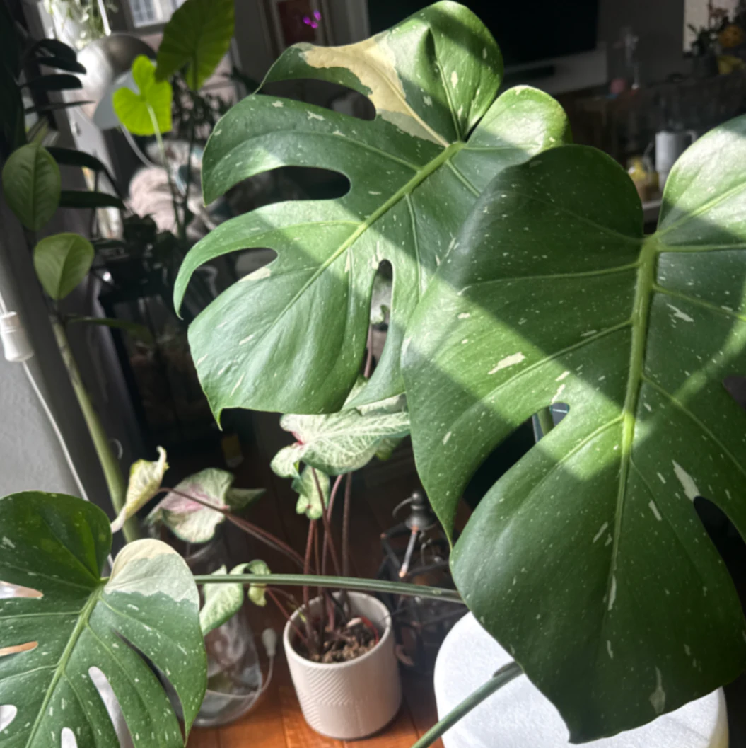 Monstera deliciosa 'Thai Constellation' by kkalekas
