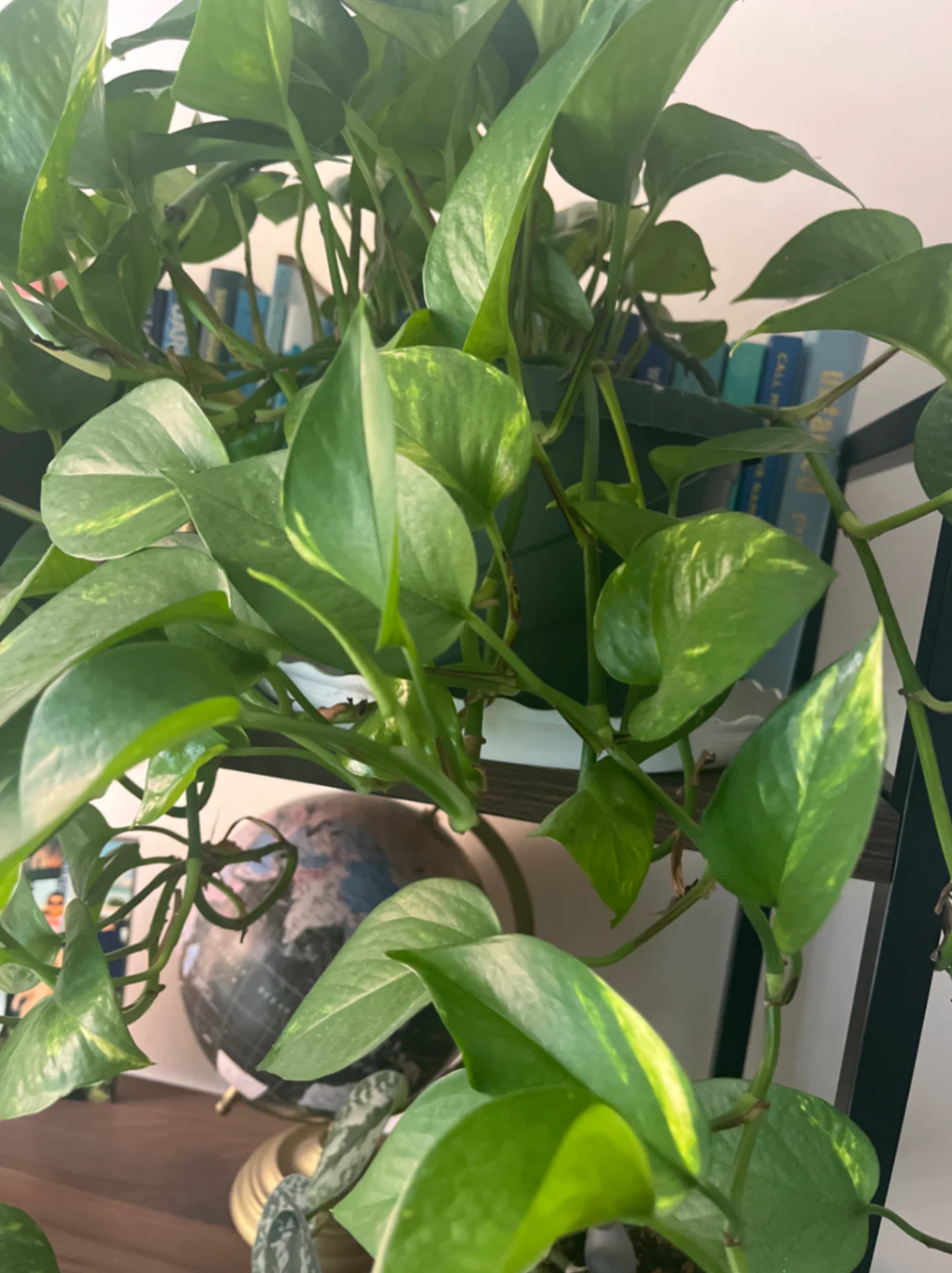 Epipremnum aureum by joshchristoffersen