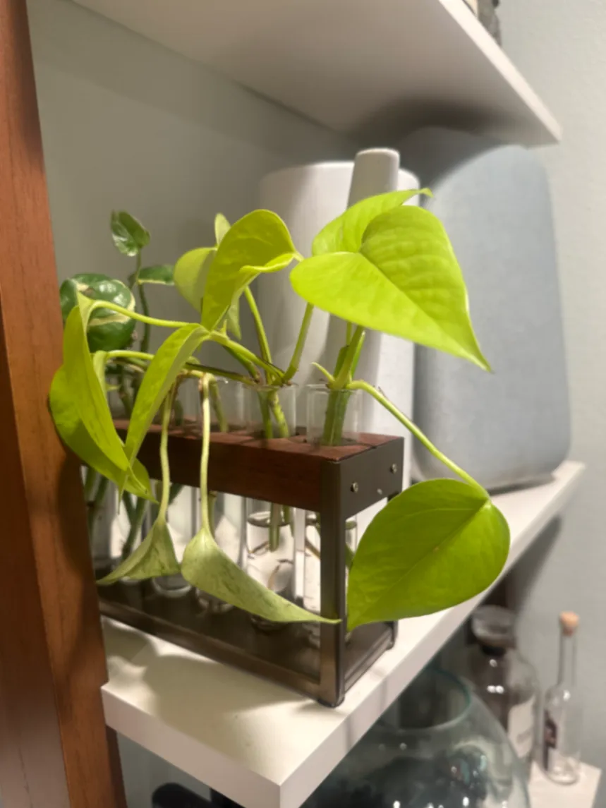 Epipremnum aureum by Ethan